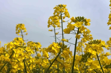 Hayrabolu’da bu yıl 21 bin dekar alanda kanola ekimi yapıldı 