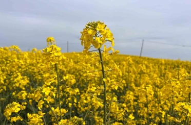 Hayrabolu’da çiçek açan ’Sarı Gelin’, rengiyle büyülüyor 