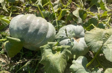 Hayvan gübresiyle 40 kilograma ulaşan kabaklarını taşımakta zorlandı 