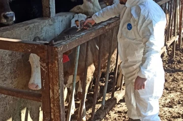 Hayvan sağlığı güvence altına alınıyor 