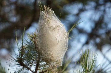 Hem ağaca hem insanlara zararı var: Samsun ormanlarında çam kese tırtılı istilası 