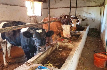 Hisarcık ilçesinde şap karantinası 