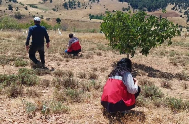 Hisarcık Karbasan köyünde organik adaçayı üretim alanları denetlendi 
