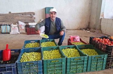 Hisarcık’ta salamura zeytin yapımı yaygınlaştı 