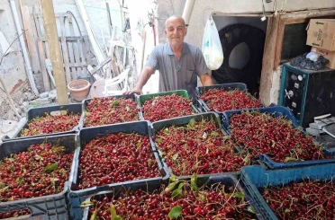 Hisarcık’ta vişne alımları başladı, üretici fiyatlardan memnun değil 