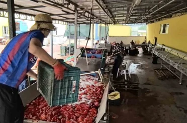 Hollanda’nın biber salçasını İnegöllü kadınlar üretiyor 