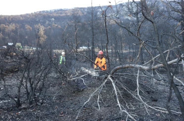 Honaz Dağı Milli Parkında yanan alanlar yeşillendiriliyor 