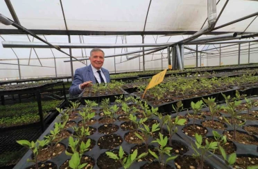 Honaz’da 8 Mart’a özel 8 bin çiçek kadınlara dağıtılacak 