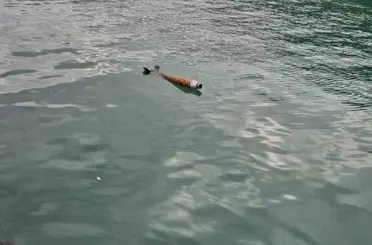 Hopa’da deniz yüzeyinde roket benzeri cisim alarmı
