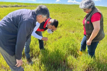 Hububat ta görülen süne ve diğer zararlılara karşı kontroller başladı 