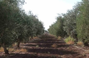 İdil’de zeytini don vurdu 