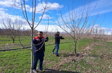 Iğdır’da çiftçilere uygulamalı meyve ağacı budama eğitimi 