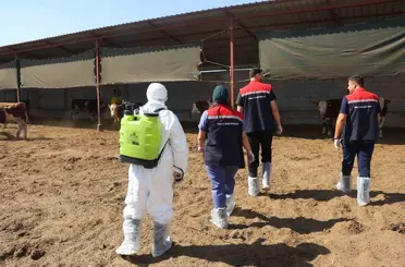 Iğdır’da hayvan sağlığı için aşılama ve dezenfeksiyon seferberliği

