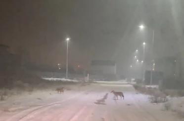 Iğdır’da kurtlar yerleşim yerlerine indi 