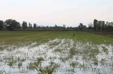 Iğdır’da leyleklerin böcek avı kamerada
