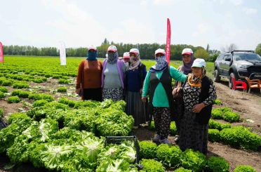 Iğdır’da sezonun ilk hasadı marulla başladı 