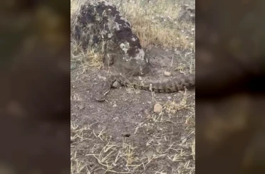 Iğdır’da yerleşim alanına giren koca engerek doğaya salındı 