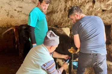 İhsaniye’de şap hastalığına karşı çalışma yapıldı 