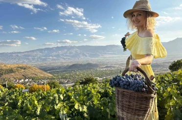 İki asırlık bağlarda bereket: Üzümlü’de Cimin Üzümü hasadı 