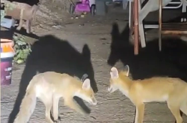 İki tilki akşamları bu evin misafiri 