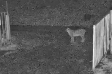 İlçe merkezine inen vaşak kamerada 