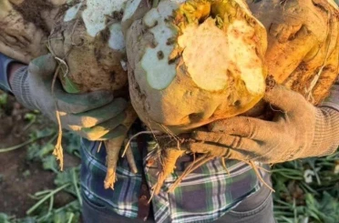 Ilgın’da Verimli Pancar Sezonu