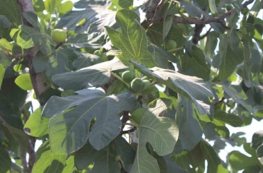 İncir üretiminde yenilenebilir enerjinin etkisi araştırılacak 