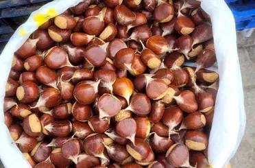 İnebolu’da kestane pazara indi: Kilogramı 400 liradan satılıyor
