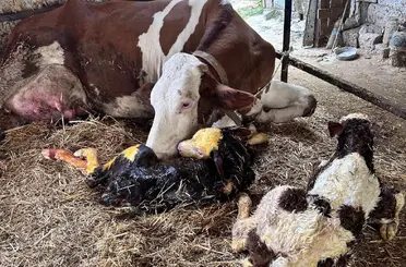 İneği ikiz doğuran vatandaş büyük sevinç yaşadı