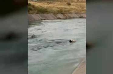 İneği kurtarmak için su kanalına atladı 