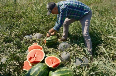 Iphone 17 almak için 30 tır karpuz ya da 2 tır domates satmak gerekiyor 