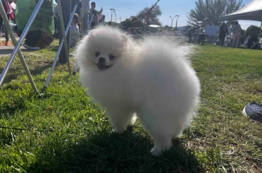 Irk Standartları ve Güzelliği Yarışması’na katılan 53 farklı ırk ile 150 köpek yarıştı 