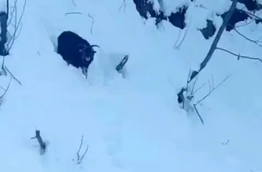 İş makinesi operatörü karda kaybolan keçiyi sahiplerine ulaştırdı 