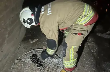 İskenderun ve Arsuz’da mahsur kalan hayvanlar kurtarıldı
