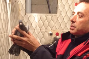 İskenderun’da itfaiye ekiplerinden güvercin kurtarma operasyonu 