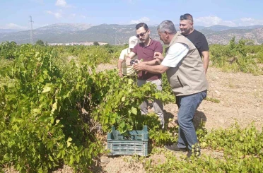 İslahiye’de üzüm hasadı başladı 