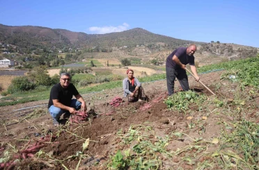 İsmi gibi tadıyla dikkat çeken şifa deposu tatlı patateste hasat başladı 