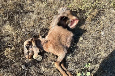 İstanbul’a bir günlüğüne iş seyahatine gitti, döndüğüne keçilerini parçalanmış halde buldu 