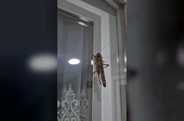 İstanbul’da dev çekirge hareketliliği: Birçok ilçede görüntülendi 