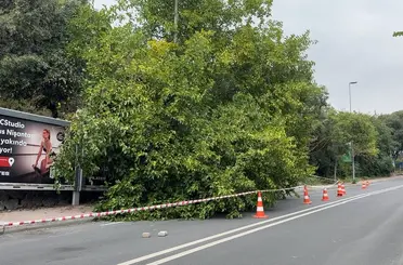 İstanbul’da yağış sonrası ağaçlar devrildi, rögarlar taştı