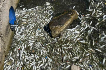 İzmir Körfezi’nde balık ölümleri yeniden başladı 
