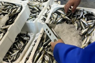 İzmir’de balık hali denetimi: 241 kilo kaçak su ürünleri ele geçirildi 