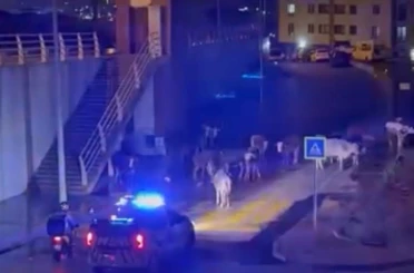 İzmir’de polisin "İnekler dağılın" anonsu gülümsetti 