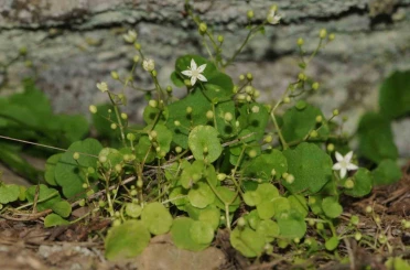 İzmir’de yeni bitki türü keşfedildi 