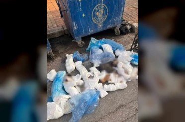 İzmir’deki ’33 ölü kedi’ vahşetinde yeni gelişme 