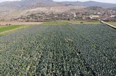 İzmir’in verimli tarım arazilerinde ’yeşil altın’ hasadı 