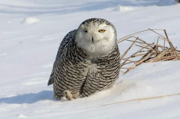 İzmirli doğa fotoğrafçısı Şimşek, Amerika’da kar baykuşunu fotoğraflamayı başardı 