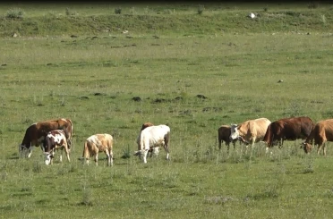 jandarmadan hayvan kaynaklı kazalara karşı SMS ve anonslu uyarı 