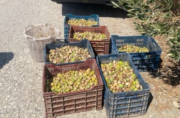 Jandarma’dan incir hırsızlarına suçüstü 