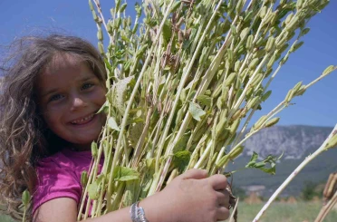 Japonlar’ın suşi susamı Gökova’dan 